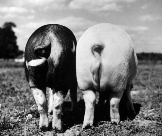 美国猪之日是欢度养猪节吗？