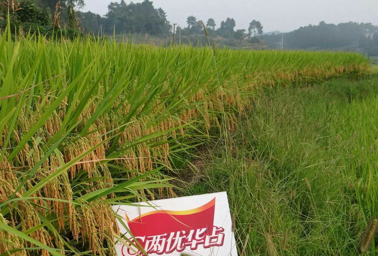 c两优华占的特征特性