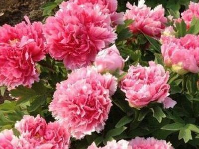 代表连续4年建议牡丹为国花，牡丹为何能够代表国花？