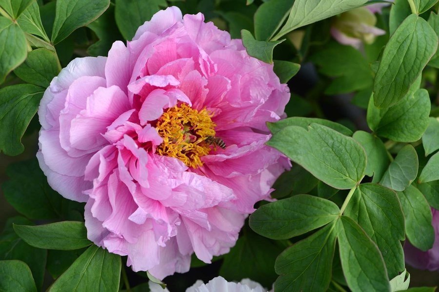 唯有牡丹真国色。唯有牡丹真国色花开时节动京城这首诗的意思，是出自哪里的。