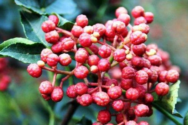 泡脚用什么泡最好？