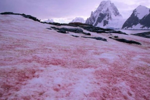 南极又出现西瓜雪，你知道西瓜雪是什么吗？