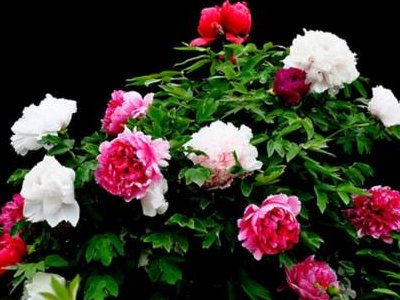 代表连续4年建议牡丹为国花，牡丹为何能够代表国花？