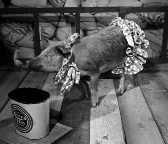 美国猪之日是欢度养猪节吗？