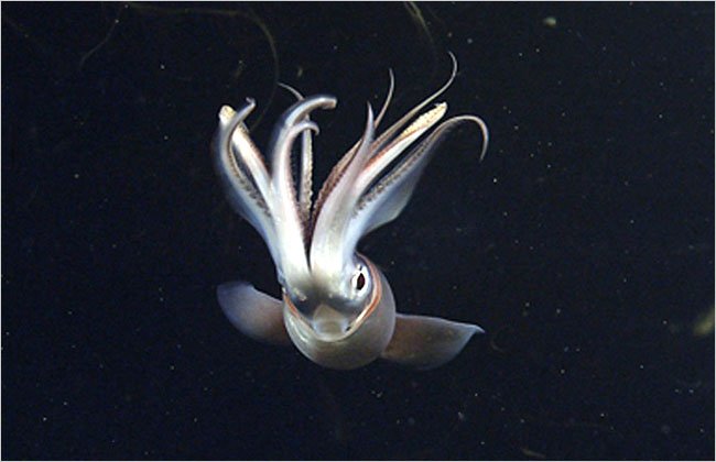 美洲大赤鱿的分类