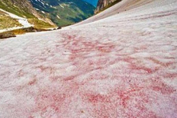 南极又出现西瓜雪，你知道西瓜雪是什么吗？