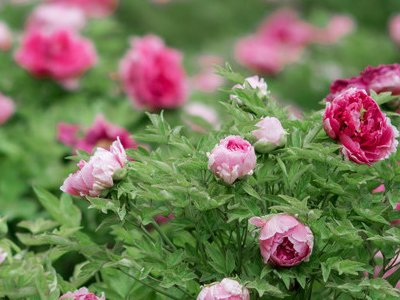 代表连续4年建议牡丹为国花，牡丹为何能够代表国花？