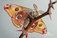 蝴蝶和蛾子有哪些异同之处？