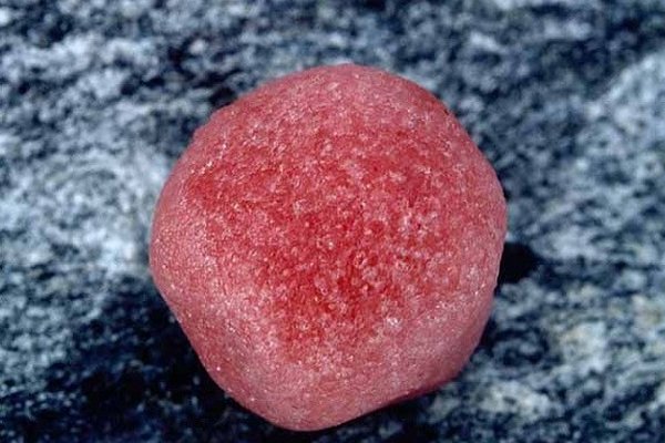 南极又出现西瓜雪，你知道西瓜雪是什么吗？