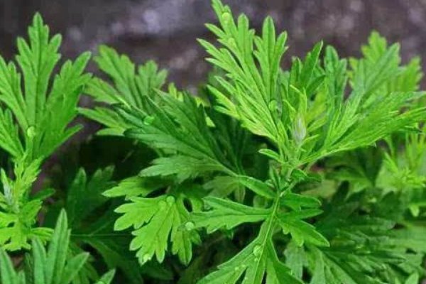 泡脚用什么泡最好？