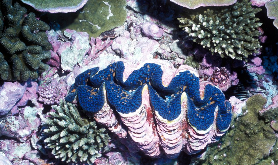 韩国女星李烈音因参加真人秀节目,将面临五年牢狱之灾,是什么原因呢?