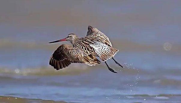 什么鸟能飞越太平洋