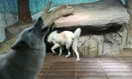 武汉海昌极地海洋公园怎么样?可以说说吗?