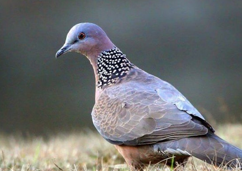 野生斑鸠最爱吃什么