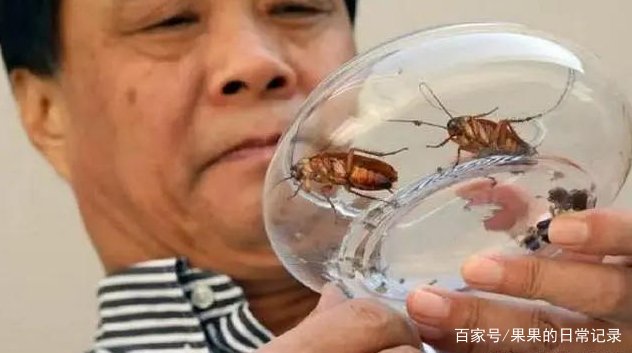 蟑螂为何不能踩死，难道踩死蟑螂会中毒吗？