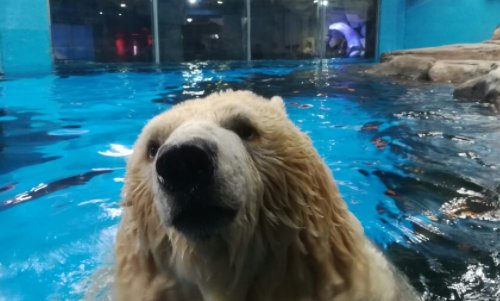 武汉海昌极地海洋公园怎么样?可以说说吗?