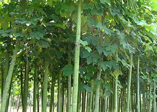 中国梧桐的法桐区别