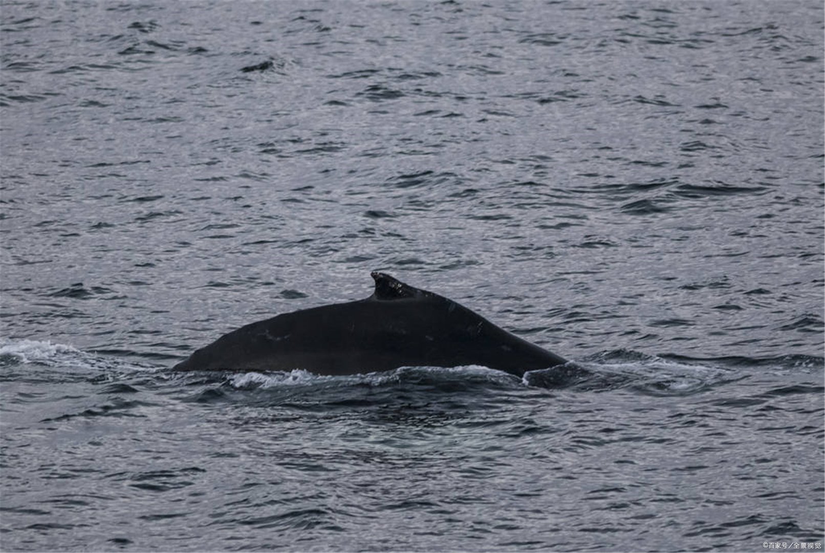 鲸鱼为什么喜欢吃小鱼小虾？