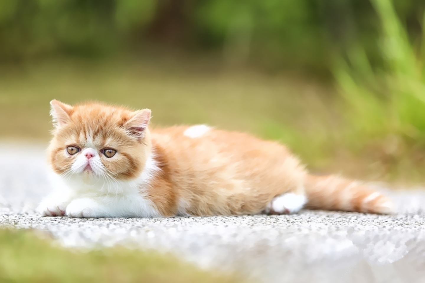 加菲猫讨厌主人的表现有哪些呢？