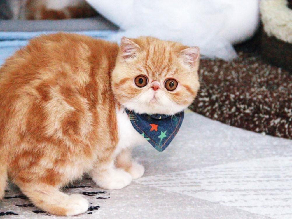 加菲猫讨厌主人的表现有哪些呢？