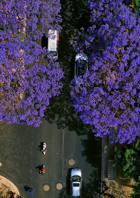 云南昆明蓝花楹烂漫生长，你知道蓝花楹这种花吗？