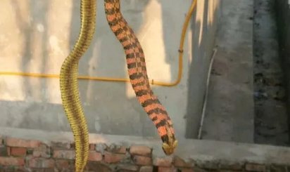 野鸡脖子蛇是否是盗墓笔记虚构的？现实中什么样子和习性？