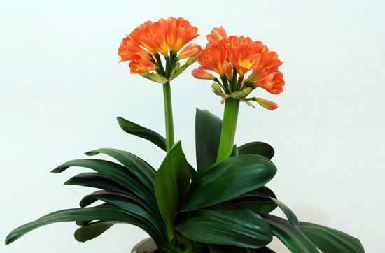 君子兰开花后怎么办