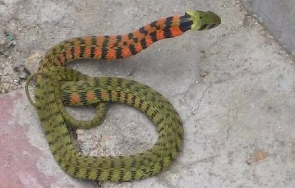 野鸡脖子蛇是否是盗墓笔记虚构的？现实中什么样子和习性？