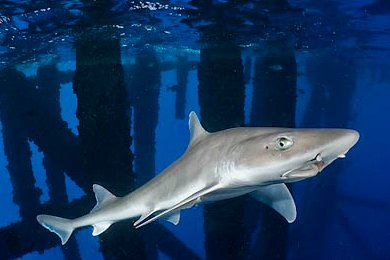 卵胎生有哪些动物