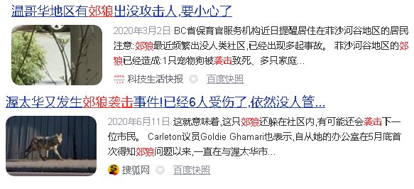 郊狼会攻击人类吗