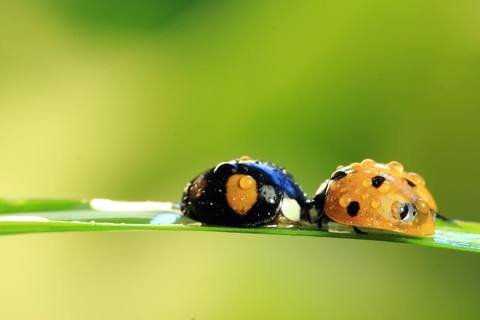 《昆虫记》被誉为什么？鲁迅曾经把《昆虫记》称为什么的楷模？