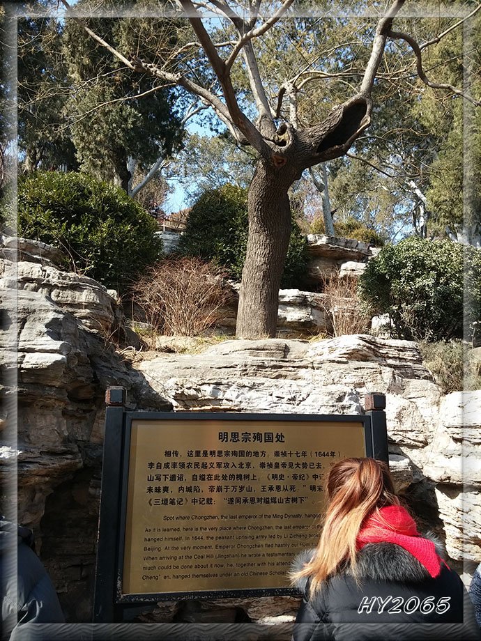 北京景山皇帝上吊的那棵歪脖子树，是什么树啊？？