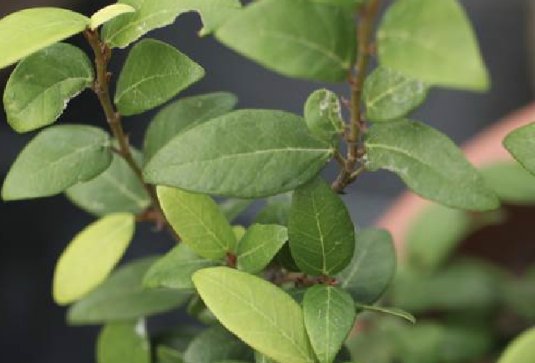 仙草、爱玉到底是什么啊