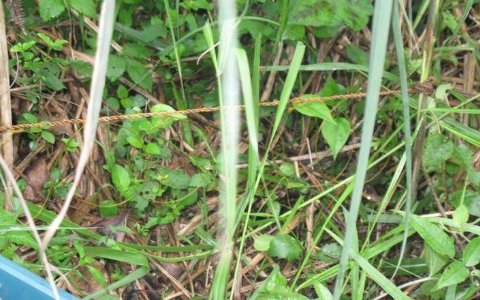 抓竹鸡布套阵型图片