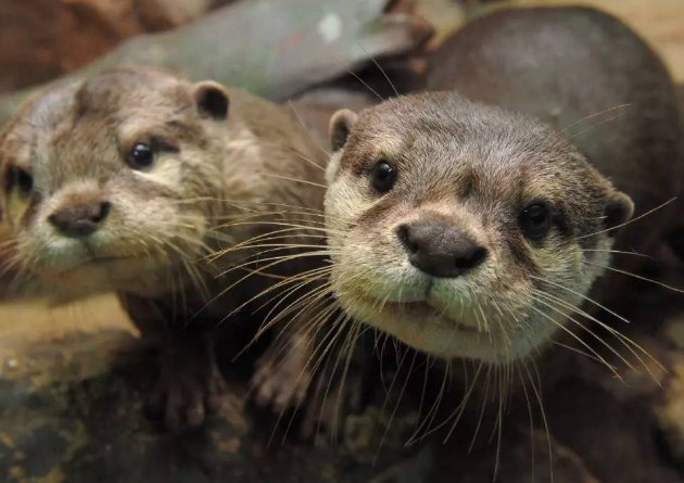 海獭怎么读 和水獭的区别