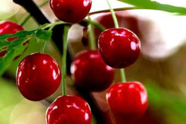 明目的食物是哪些？