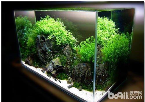 客厅鱼缸摆放位置