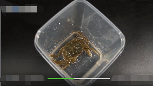 螃蟹怎么养？？？