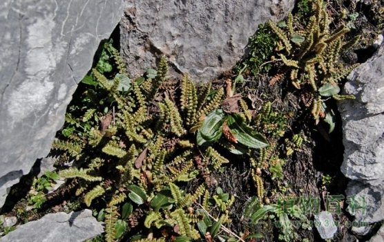 玉龙蕨的主要价值