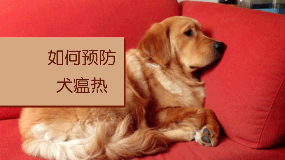 什么是犬瘟热？犬瘟？
