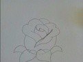 如何画玫瑰花 玫瑰花简笔画步骤图