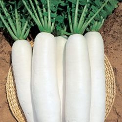 白萝卜怎么煮水治咳嗽啊