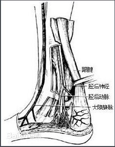 跟腱短就调不高？为什么有些人说跟腱短爆发力更强啊...跳得高啊？