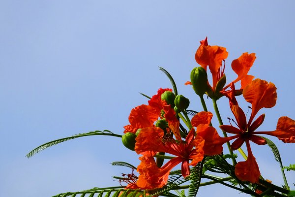 凤凰花长的什么样？？（图）