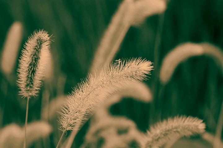 狗尾草有什么功效和作用呢？