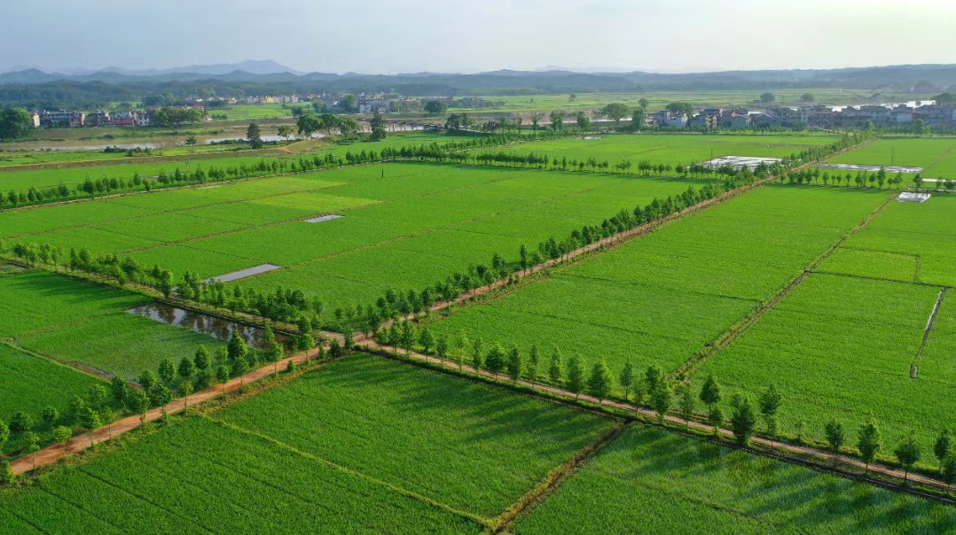 农业税是哪一年取消的? 农民粮食直补是从哪一年开始发放的?