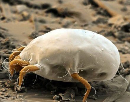 屋尘和屋尘螨的区别，还有户尘螨