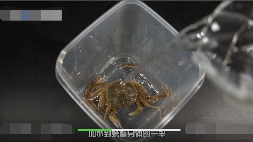 螃蟹怎么养？？？