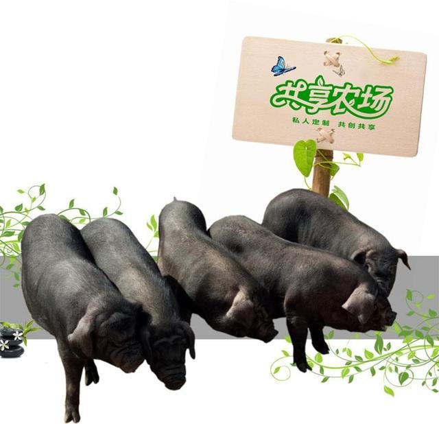 乌金猪与藏香猪区别