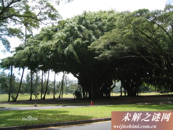 孟加拉榕树的介绍